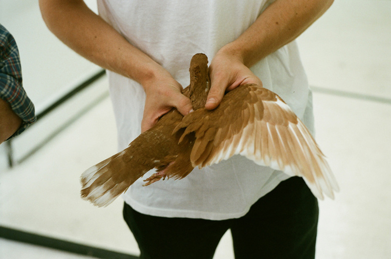 pats_pigeons/82030006_663.jpg