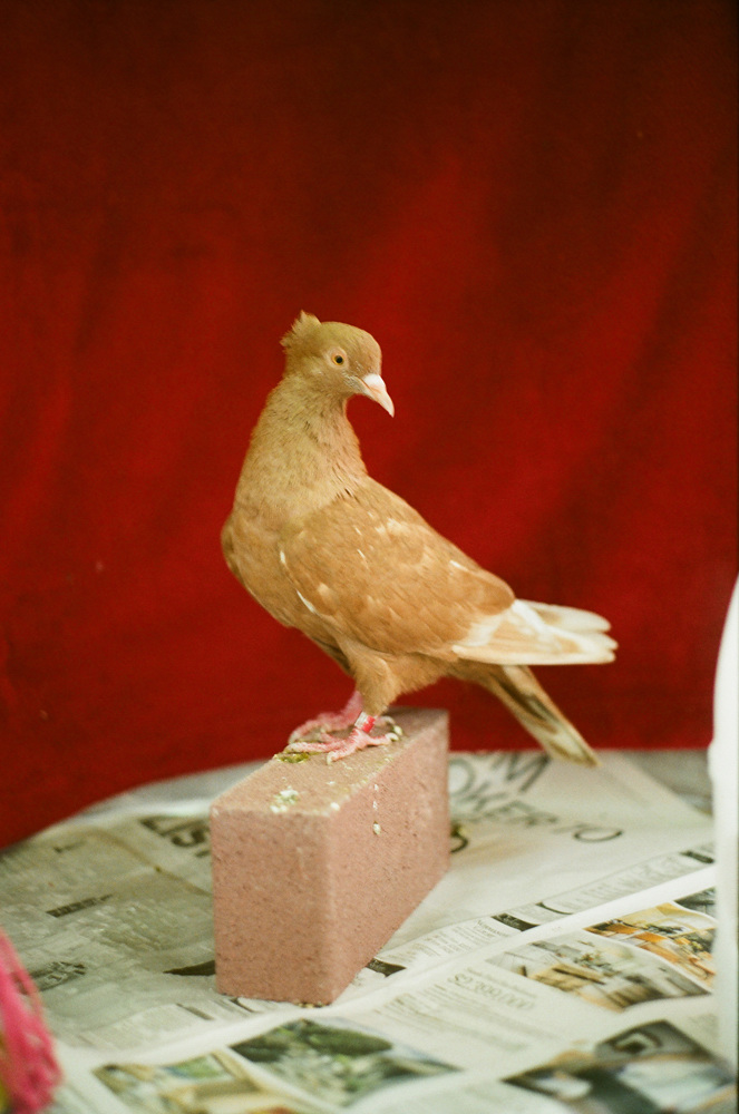 pats_pigeons/82030006_663.jpg