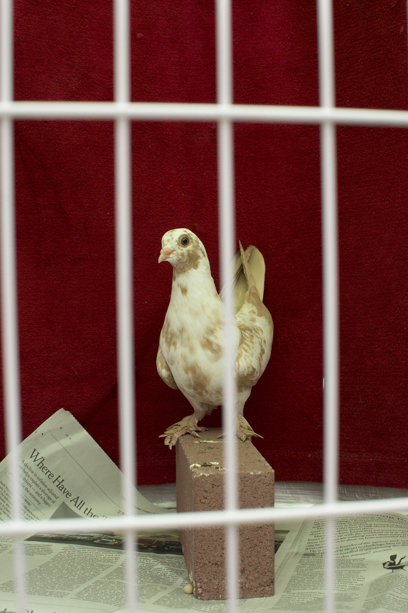 pats_pigeons/82030006_663.jpg